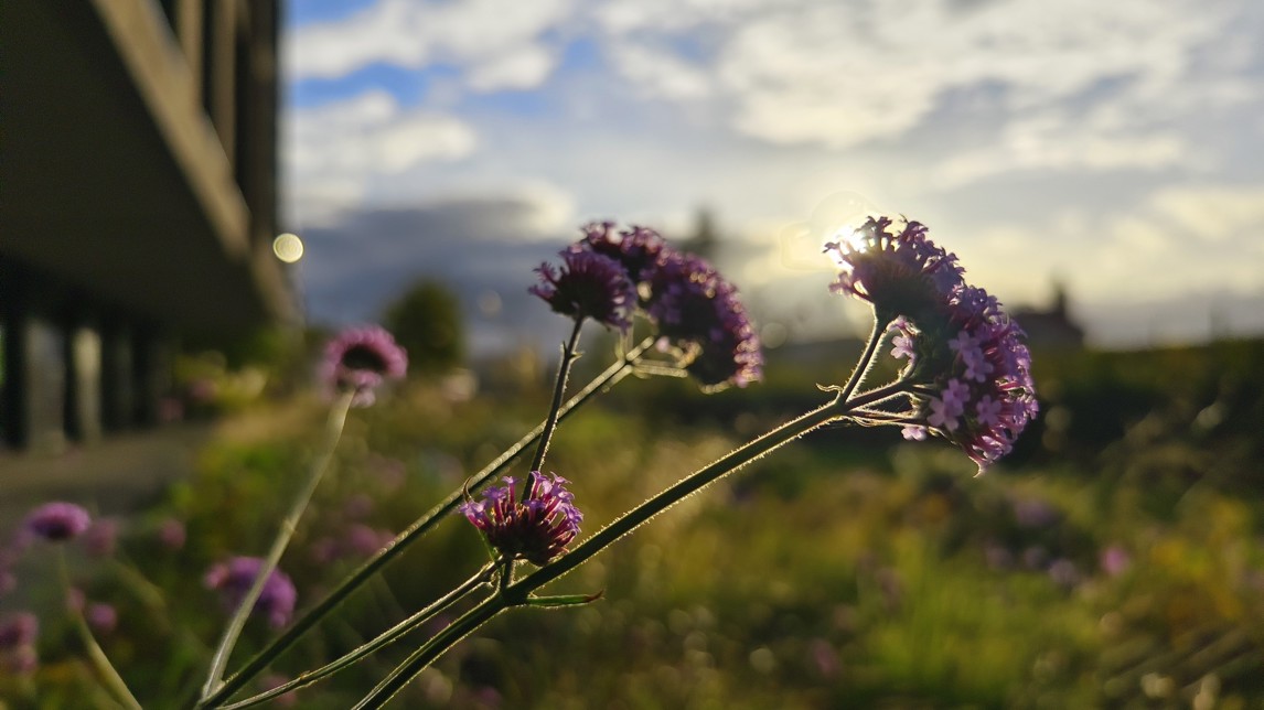 Fotogalerie Samsung Galaxy S25: Fotky z telefonu - fotografie č.1