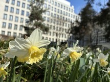 Fotogalerie Google Pixel 9a: Fotky z telefonu - fotografie č.20