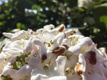 Fotogalerie Samsung Galaxy S25 Ultra: Naše fotografie - fotografie č.32