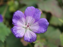 Fotogalerie vivo V50: Fotky z telefonu - fotografie č.6