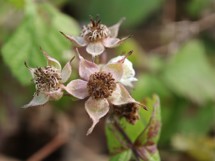 Fotogalerie vivo V50: Fotky z telefonu - fotografie č.6