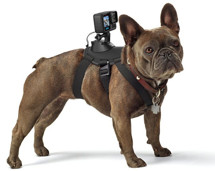 GoPro Fetch (Psí postroj)